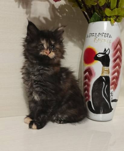 Котята Мейн кун 