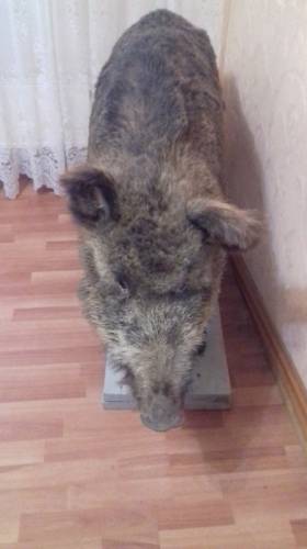 Чучело дикого кабана