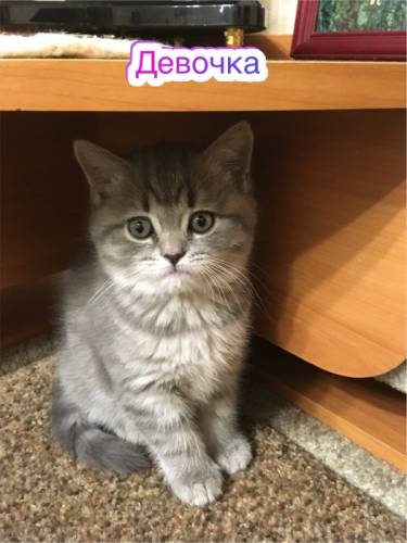 Продаётся кошечка шотландка