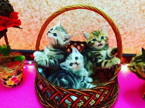 Британские котята 