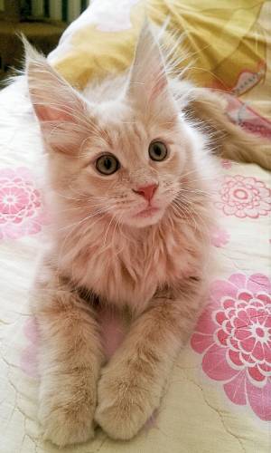 Клубные котятки мейн кун