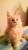 Клубные котятки мейн кун