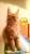 Клубные котятки мейн кун