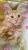 Клубные котятки мейн кун