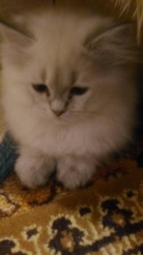 Продаю котят британцев