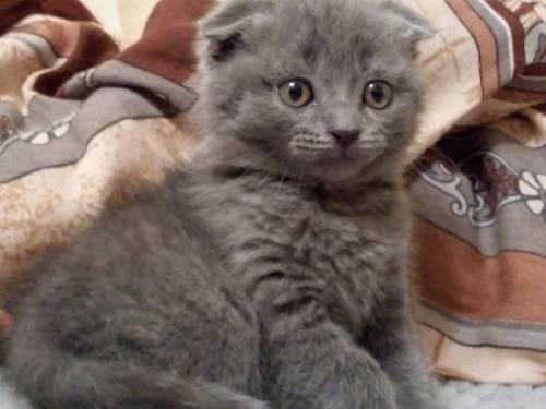 Продадим шотландского котенка