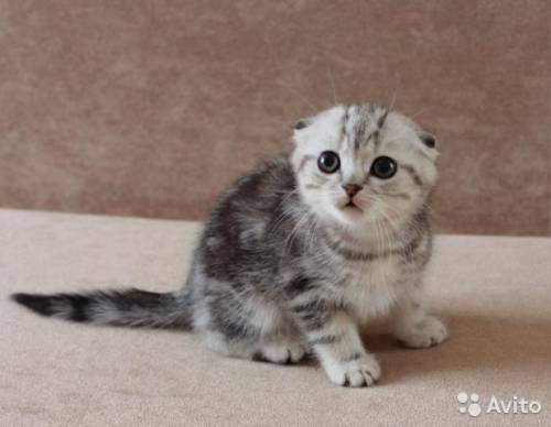 Шотландские вислоухие и прямоухие котята