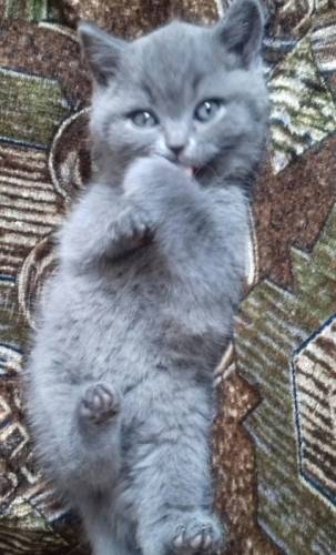 Котята шотландской породы.