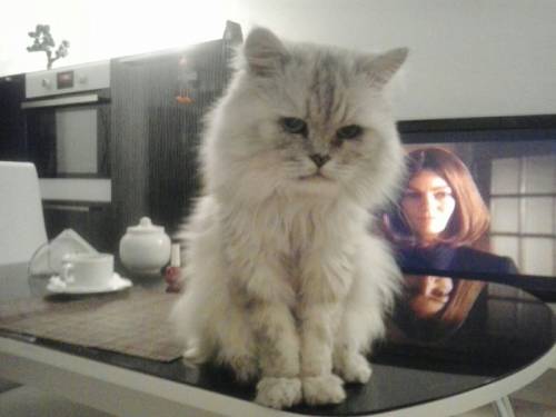 Кот ищет невесту