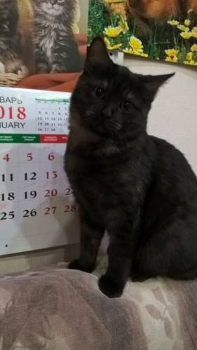 Черный котик и пестрая кошечка