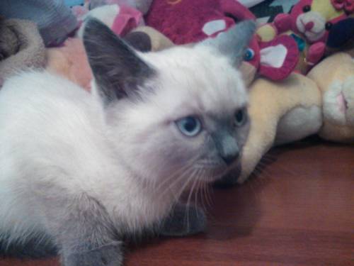 Отдам замечательных котят.
