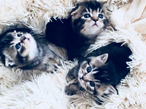Продам шотландских котят 