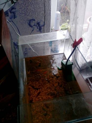 Продам аквариумных рыбок