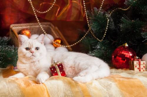 британские короткошерстные котята
