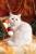 британские короткошерстные котята