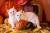 британские короткошерстные котята