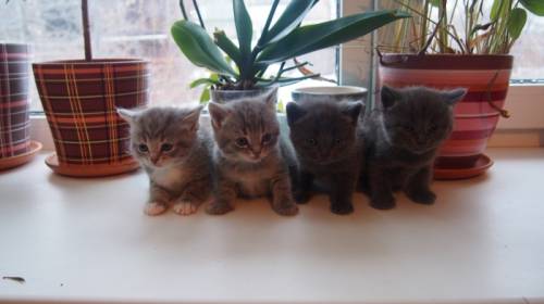 Котята шотландской вислоухой кошки