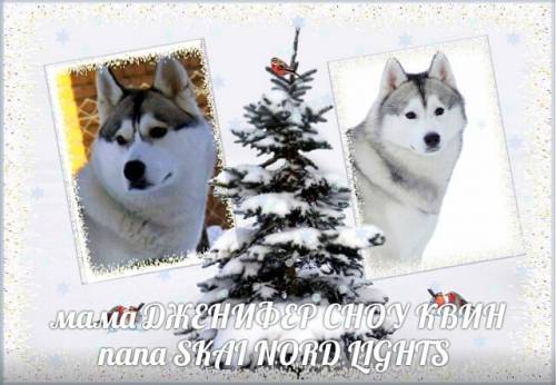 Элитные щенки хаски