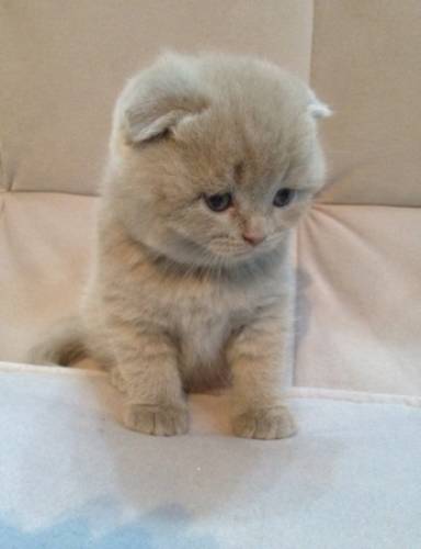 Котята голубые лиловые