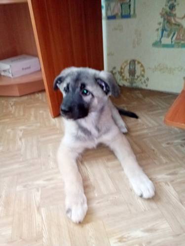 Щенок кавказской овчарки