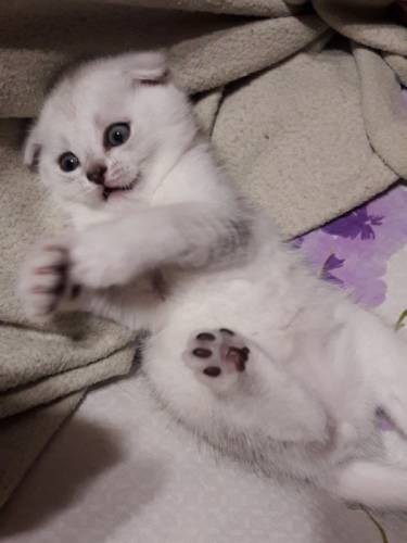 Продам Шотландские вислоухие котята