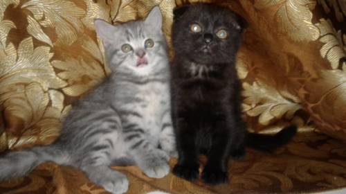 Плюшевые красивые котята
