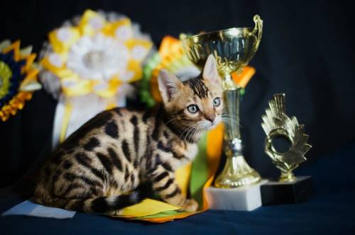 Очаровательные бенгальские котята
