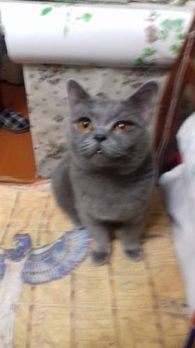 кошка  - британка, отдам даром в добрые руки