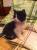 Котята ищут дом