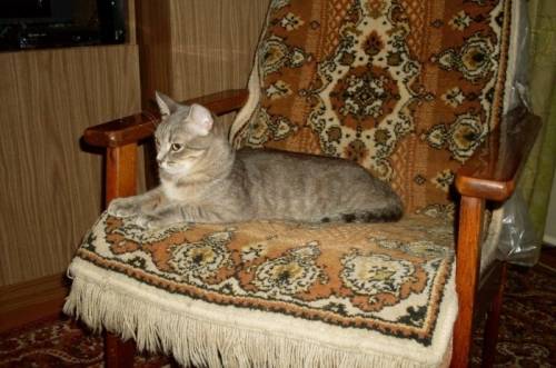 Кошка Муся стерилизованая