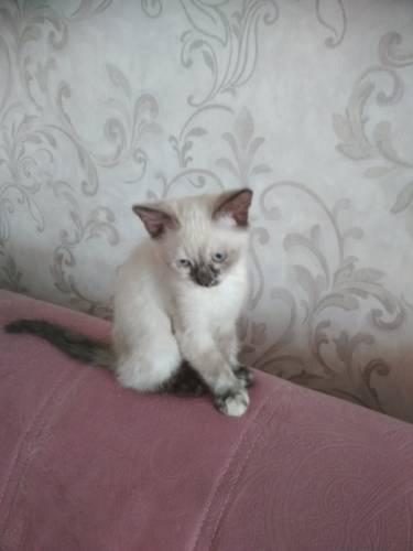 котенок девочка невская маскарадная