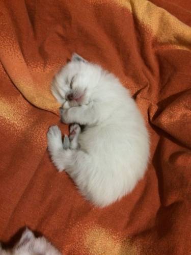Передержка котят и кошек