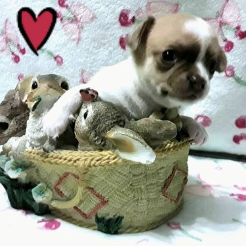 Продаются чистокравные щенки чихуахуа 