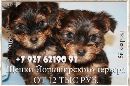 Щенки Йоркширского теръера