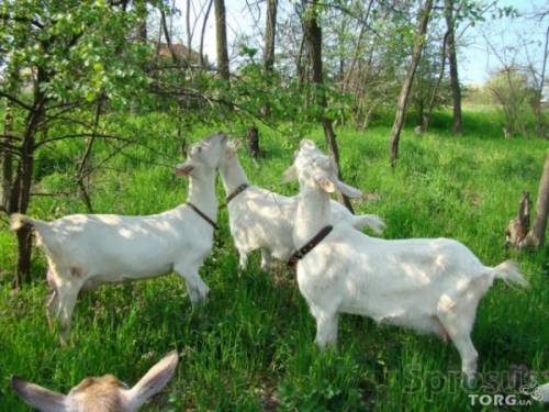 продам козлят заанинской породы