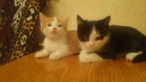Милые симпатичные котята