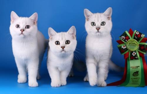 Продам Британских короткошёрстных кошечек драгоценных окрасов( торг)