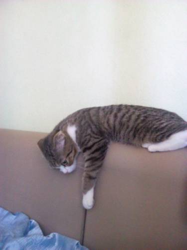 Котик британец срочно 