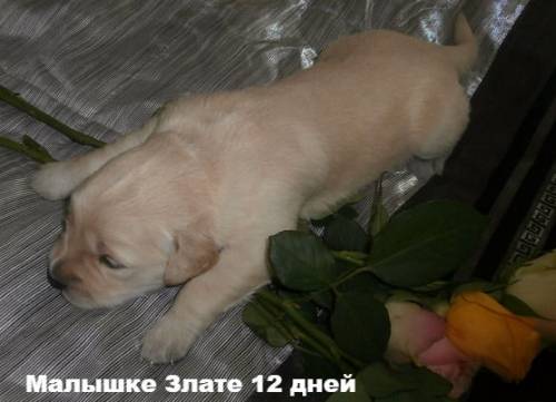 Породистые щенки голден ретривера