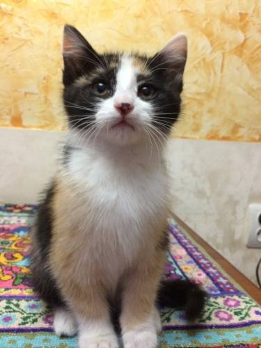 Котята ищут хозяев!
