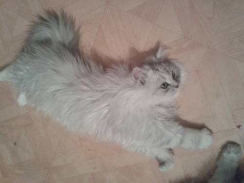 перс-шиншилла  котенок мальчик
