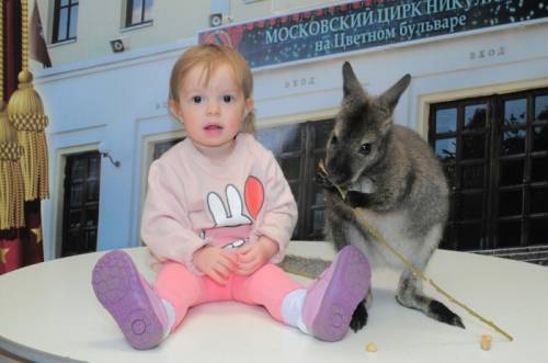 Кенгуру в гости!