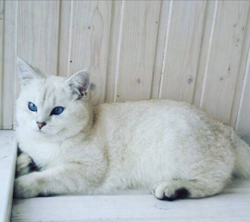 Продам британских котят
