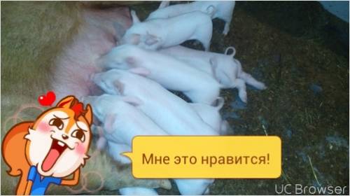 Продам домашних поросят