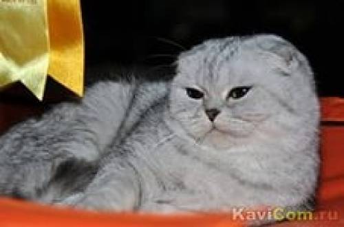 Продам красивую кошечку