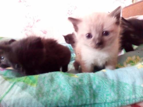 Котята сиамских кровей в добрые руки