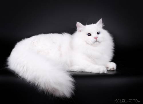 Продам Сибирского котёнка 