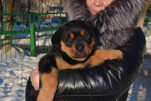 Продаю щенка ротвейлера