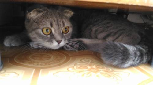 Отдам в добрые руки шотландскую вислоухую кошечку