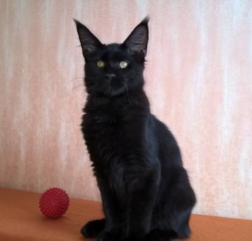 Котята породы Мейн Кун 